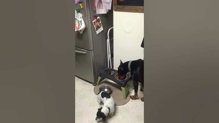 Doberman feeds his brother