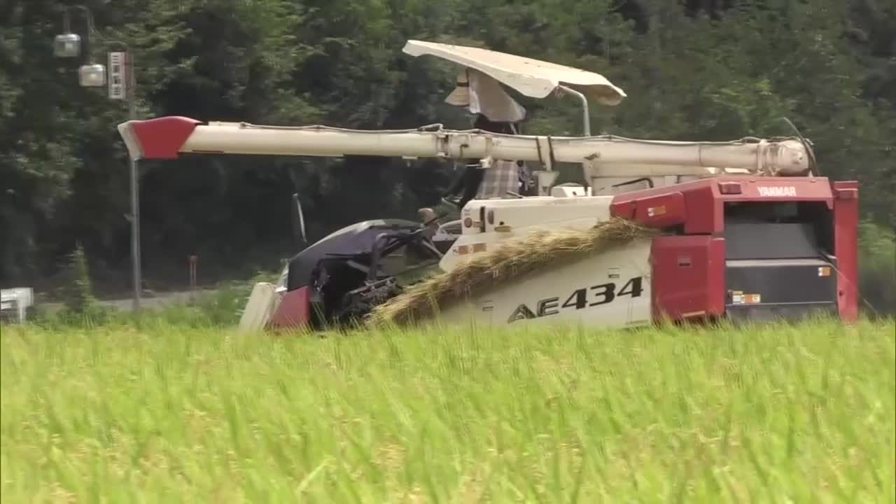 Early Rice Harvest: Koshihikari Harvest Begins in Otawara City