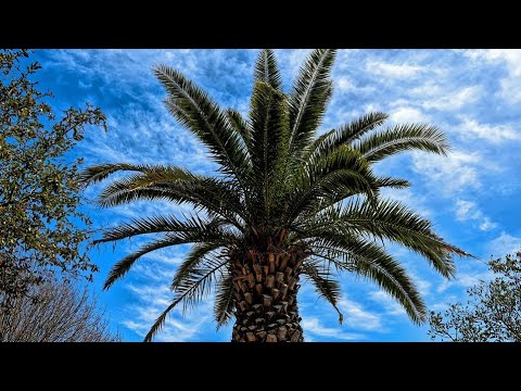 Video: Care sunt palmierii din LA?