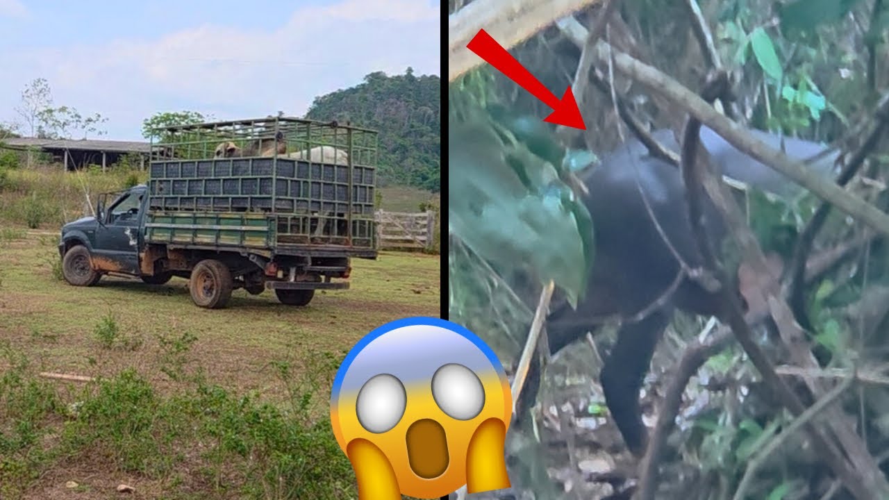 OLHAM O QUE MEU PAI VIU NA MATA DO 70 😱