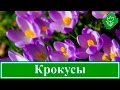 Цветы крокусы – посадка и уход в саду, выращивание крокусов – когда выкапывать и сажать