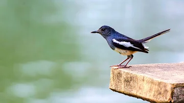 ✅️ KEINDAHAN SUARA BURUNG MURAI KAMPUNG. MELODI ALAM