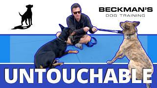 If Treats Don't Work On A Fearful Dog, Do This Instead!