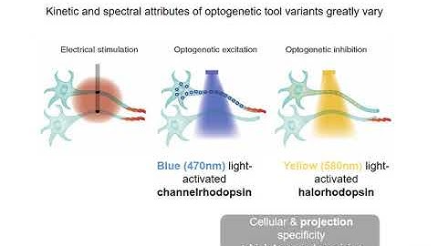 Video 4 Mouse Genetics  Optogenetics