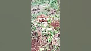 pemusnahan ubi gadong yang tumbuh merajalela,