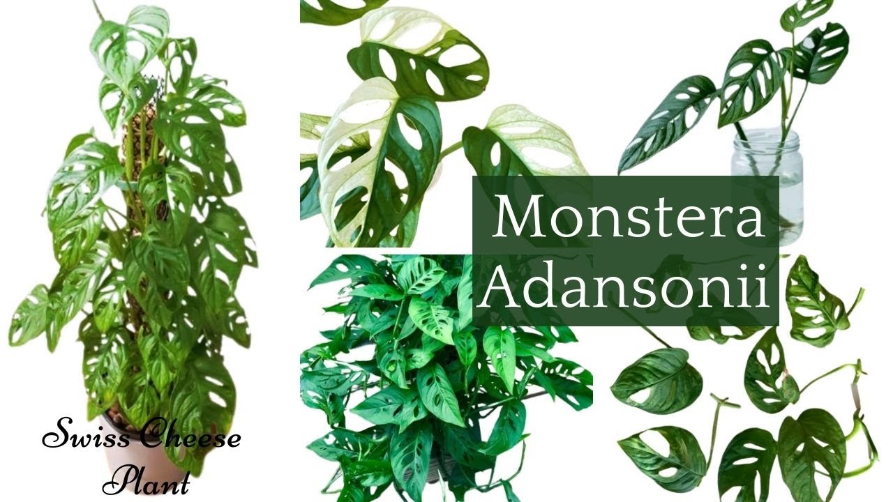 How to Propagate Monstera Adansonii in Water Soil Swiss ِِCheese
