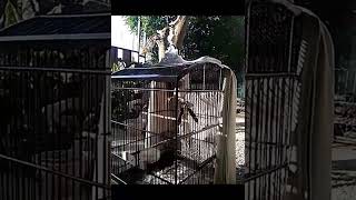 Cendet cakrawala lagu kecek