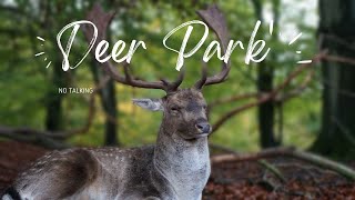 A Pleasant Autumn Evening in Deer Park | Ambient Sound + Soft Piano screenshot 2