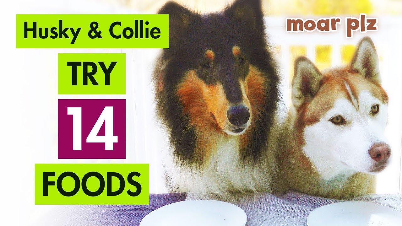 Dog Taste Test 2019 Husky & Collie Try 14 Foods YouTube