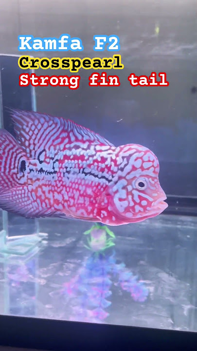 King kamfa red #fishhobby #flowerhorn #aquariumfish #kingkamfa #flowerhorncichlid #louhan #viral
