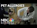 Watch: What spring allergy symptoms you may see in your pets