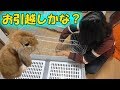 【うさぎ】モコ介のお引越し♪女子高生SUZUが組み立てていくー【ホーランドロップ】