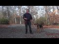 Airedale Terrier Training | Winston Salem NC | Newman の動画、YouTube動画。