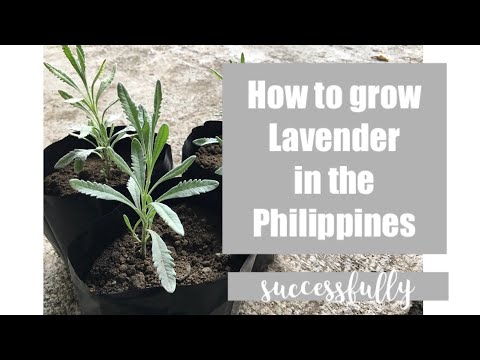 Video: Paano Palaguin Ang Lavender Sa Bahay