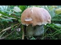 Белые грибы, польские, лисички, говорушки, моховики в Еловом лесу | В поисках грибов.
