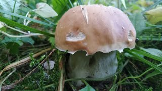 Белые грибы, польские, лисички, говорушки, моховики в Еловом лесу | В поисках грибов.