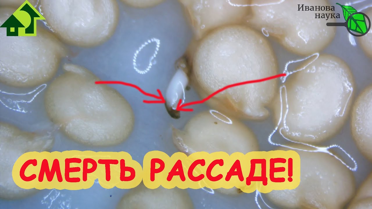 Семена наклюнулись, а кончики. Черные! Что это значит и как с этим быть.