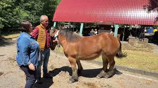 Entrevista a Fermín de Teverga, participantes en el Concurso de Ganado Caballar de #quiros