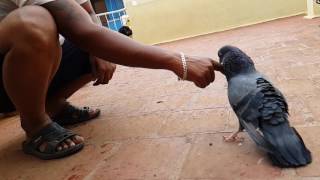 Tumbler pigeons