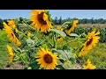Rare Multi-Flower Sunflowers Planted By Birds!
