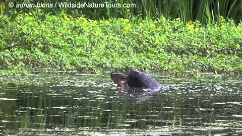 Snapping Turtles mating