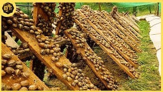 Revolutionary Snail Farming Techniques: Harvesting and Processing for Snail Caviar