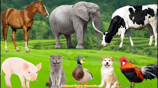 Farm Animal Life: Pig, Cow, Sheep, Buffalo, Cat, Chicken, Zebra & Dog – Cute Animal Video screenshot 5