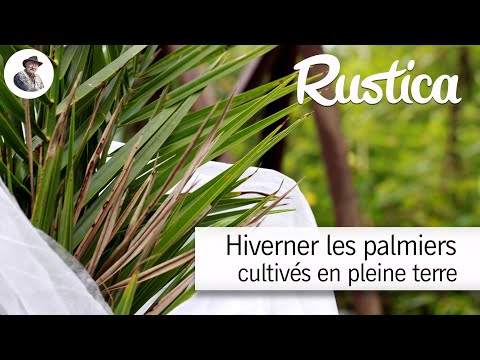 Vidéo: Queen Palm Winter Care - Comment hiverner les Queen Palms