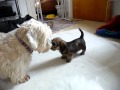 Dandie Dinmont Terrierpuppies 5 weeks old の動画、YouTube動画。