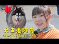 大王追车记！| The Tale of Dawang Chasing the Car! 【阿盆姐家的大王】