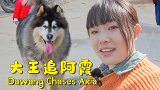 The Tale of Dawang Chasing the Car! 【阿盆姐家的大王】