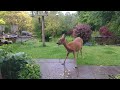 Man films deer in his back garden while watching Springwatch moan about not seeing any deer