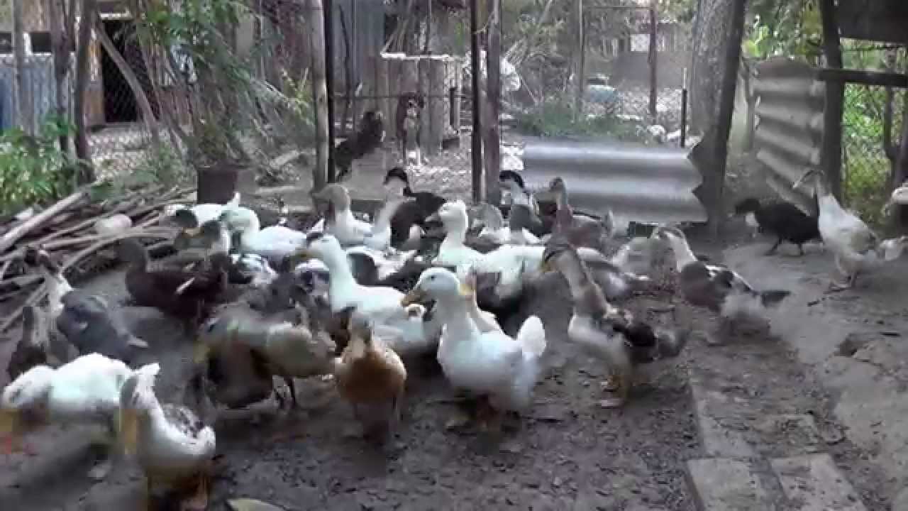 Кормление уток вечером