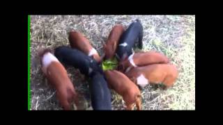 Fodder Solutions - Piglets