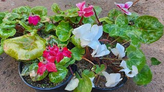 نبات بخور مريم رعاية السيكلما , Cyclamen