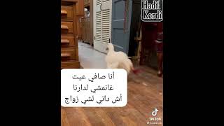 أش داني و علاش مشيت