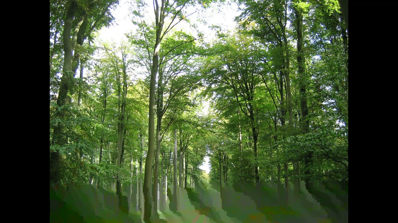 Dans la forêt - Jules Cantin - Ensembles 1984