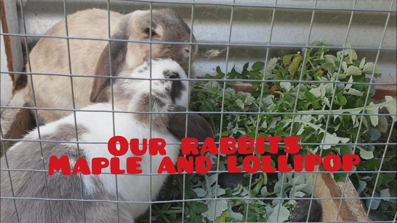 Our rabbits Maple and Lollipop YouTube
