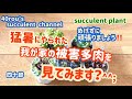 多肉植物　被害多肉を見てみます？^^;