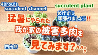 多肉植物　被害多肉を見てみます？^^;