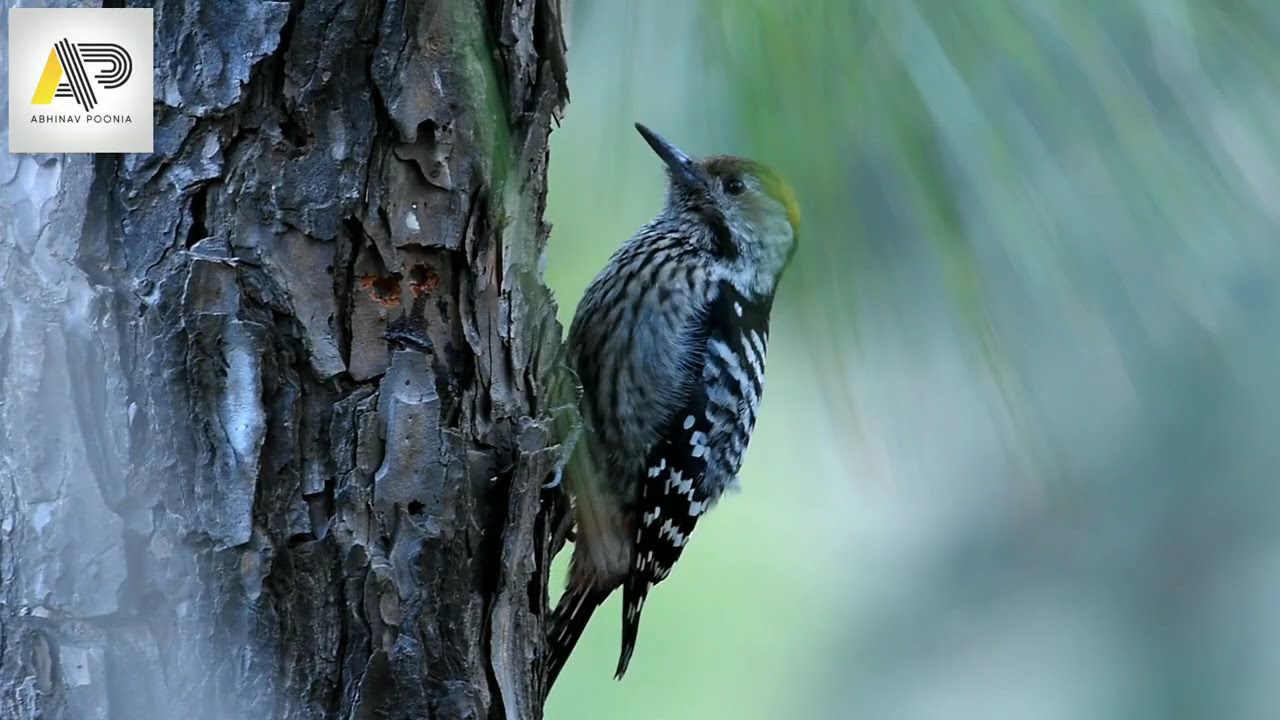 Brown-Fronted Woodpecker , with original sound. 