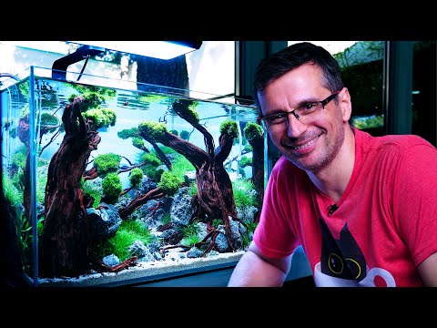 Video: Všetko O Akváriu: Ako Ho Udržiavať V Poriadku