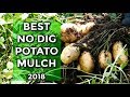 No Dig Potatoes BEST MULCH Results (2018) And Taste Test