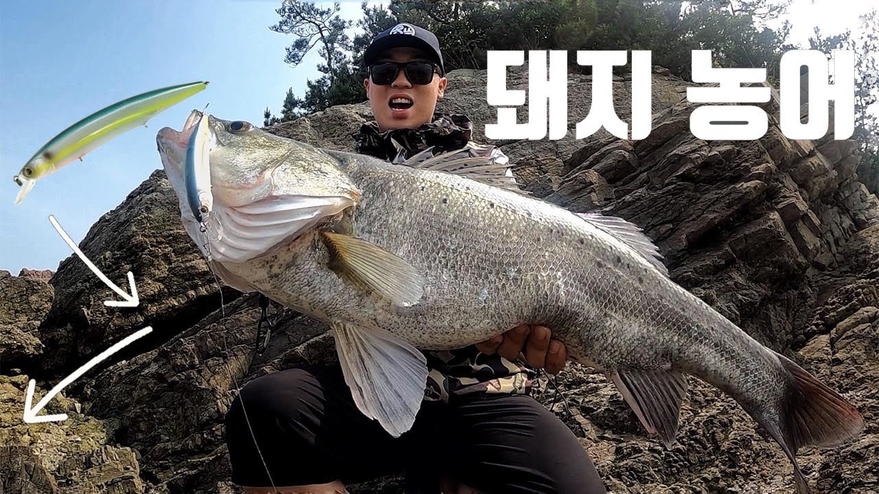 미노우 다팅 액션으로 제안하는 가을 돼지 농어 낚시 Korea Seabass Fishing [with 신현민]