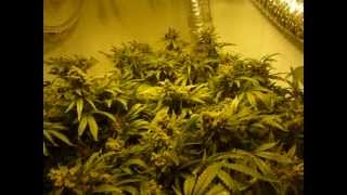 How to Grow DWC Cannabis pt 13