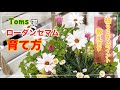 「ローダンセマム」「育て方 」これやっとけば枯れませんを詰め込みました🤗