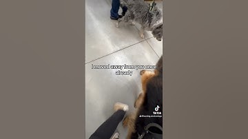 Dear fake service dog handlers? Why? Just why?