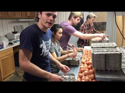 How We Clean 5,000 Eggs Per Hour