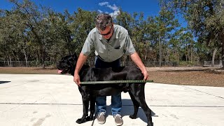 Basic Bullet Points of the Cane Corso Breed Type