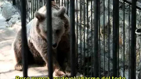 El Oso - (Clsico de Moris, por Antonio Birabent)